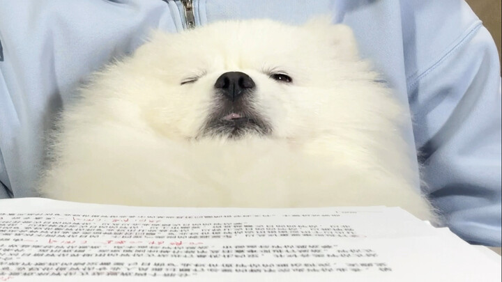 باحث في فطيرة شيوانغ!