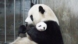 Mama Panda: Mau? Kalau Mau Lahirkan Sendiri, Ya!