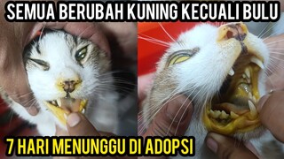 MENGADOPSI KUCING SAKIT KUNING YANG MENGERIKAN SEMOGA BISA SEMBUH..!