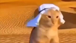 Meme kucing yang efektif mencegah atrofi serebelum