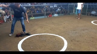 2hits SMSCA 1st fight Paulspark Grey 2xwinner Win