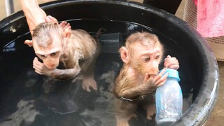 Mino and Coconut monkeys in the shower