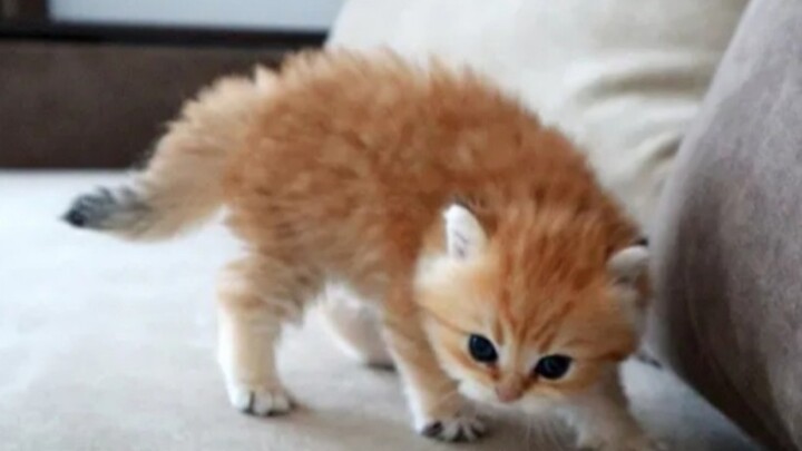 Anak kucing paling menggemaskan sekaligus “berbahaya” di dunia!