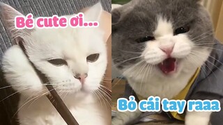 Những chiếc mèo LẠ LÙNG, ngáo nhưng ĐÁNG YÊU | Meow 🐱