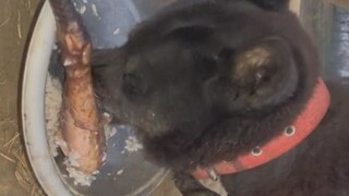 Sudah memelihara anjing selama lebih dari 20 tahun, baru kali ini melihat anjing makan seperti ini