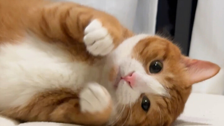 Hanya beberapa trik kecil untuk memikat manusia.