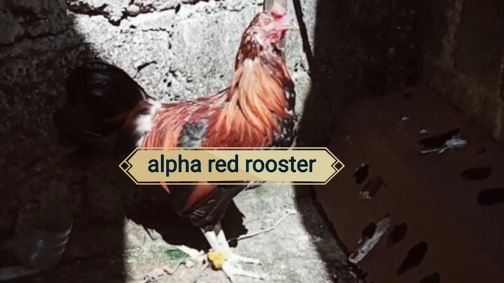 mga chief share ko lang ang bago kung alpha red stag#beautiful bird🐓🐓🐓