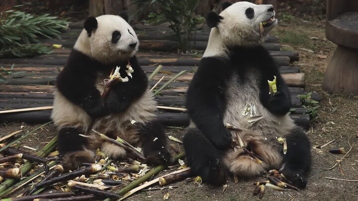 Hua and Ye are having dinner when they hear Grandpa Tan calling out “Duoduo” from the next courtyard
