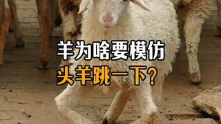 Why do sheep jump when crossing the road, following the sheep in front?