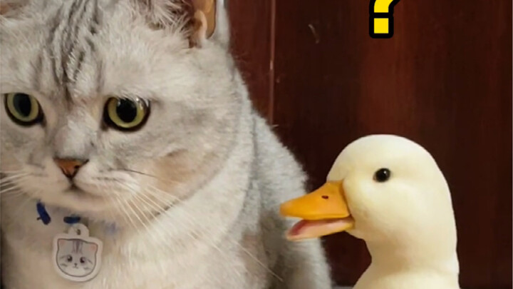 Ternyata bebek juga bisa cemburu pada kucing! Anak itik buruk rupa: Aku jelek sekali? Kalau begitu a