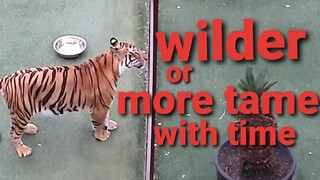 do tigers get wilder with time ?