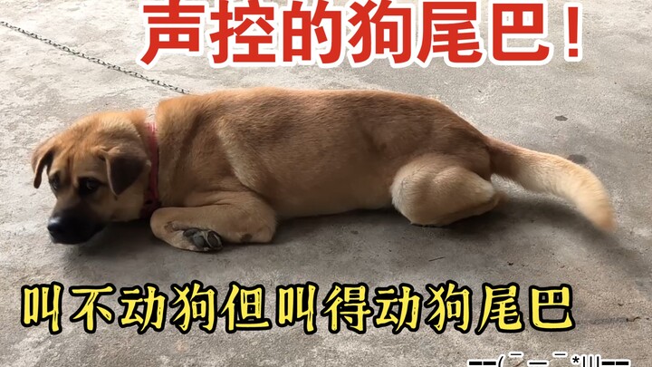 Đuôi chó điều khiển bằng giọng nói~ Gọi không được chó nhưng gọi được cái đuôi!