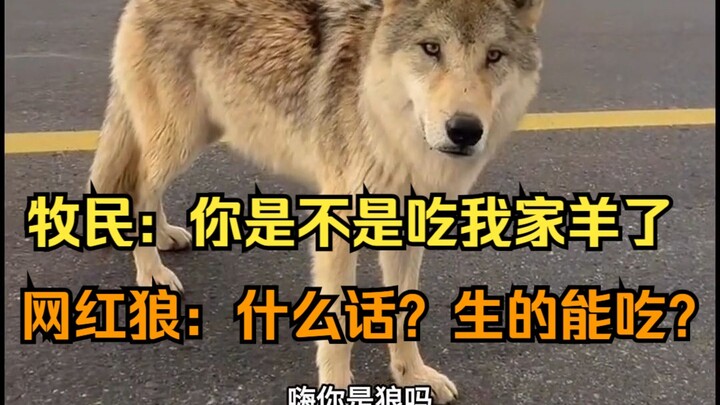 จ้าวฝูงหมาป่า: แกทรยศเผ่าพันธุ์ของเรา! หมาป่าเน็ตไอดอล: แกเคยกินไก่ไหม? จ้าวฝูงหมาป่า: เคยกินสิ! หมา