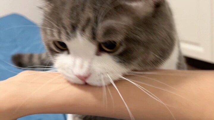 Does this little kitten have amazing lung capacity?