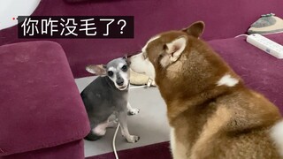 หมา : ผิวหนังฉันหายไปแล้ว!