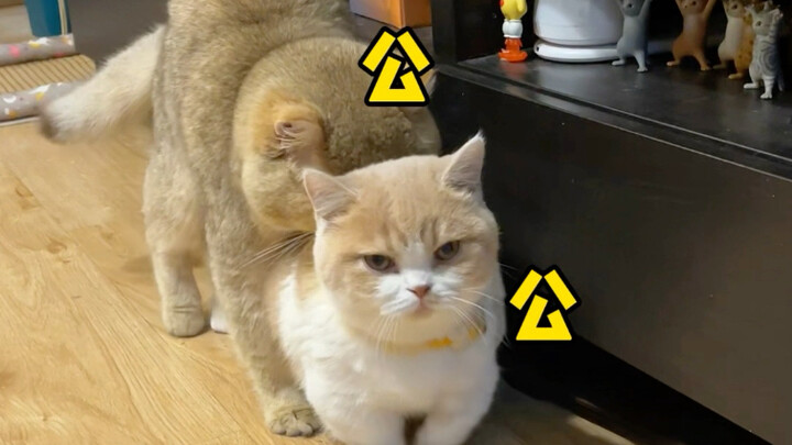 In Chengdu, you can’t keep more than two male cats!