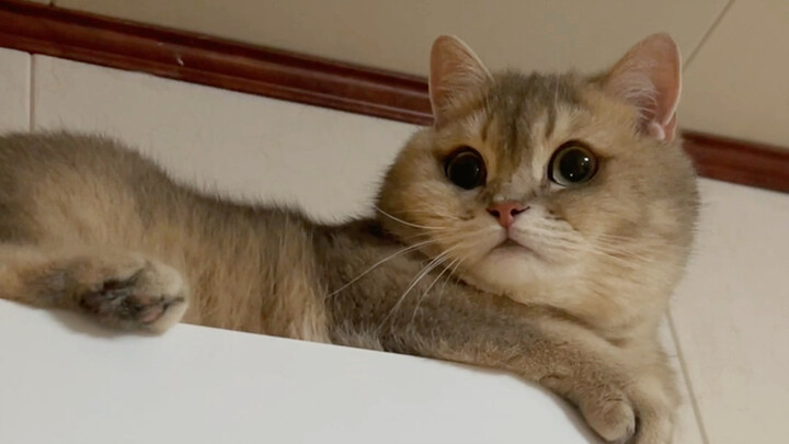 The main thing about cats is rebellion