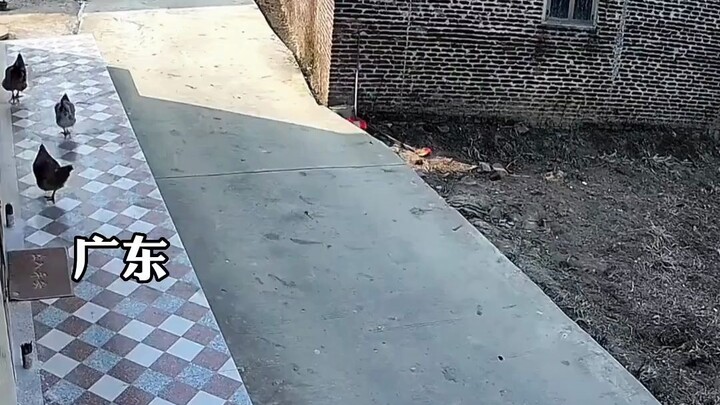 主人发现自家的鸡被碾死，匆忙调看监控，结果发现……