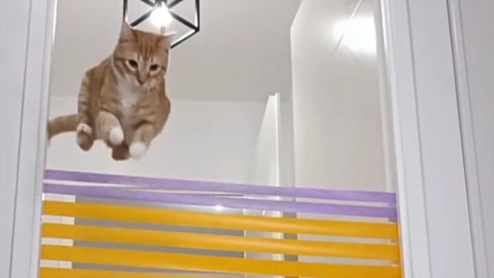 This isn’t dancing—it’s clearly flying!