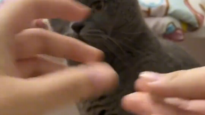 It’s thinking!! #Cats #MagicalAnimalsOnDouyin #BlueCat...