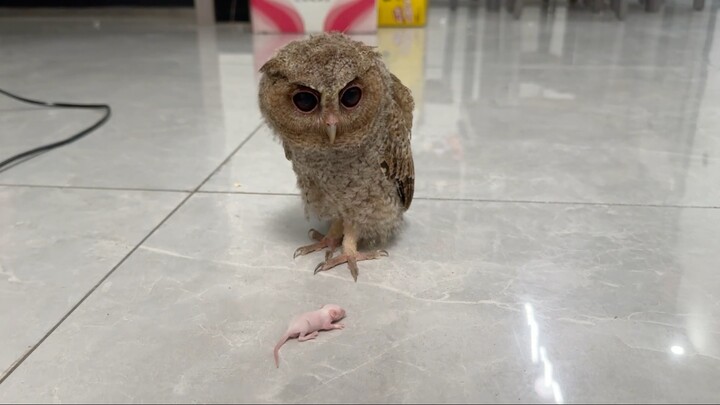 นี่มันทำให้นกฮูกเสียหน้าไปหน่อยนะ