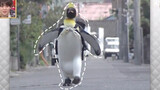 Nhật Bản xuất hiện những chú chim cánh cụt dễ thương