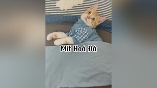 Có mèo nhà ai mặc đồ xong như mèo nhà tôi. mèo cat TikTokFashUP