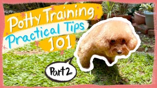 POTTY TRAINING 101: Important Tips to Speed Up Training| The Poodle Mom