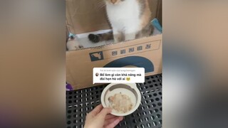 Trả lời  Buồn lắm cô ạ !! Pi kịch gia đình cat mèo