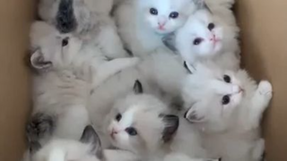 Cute kittens #pets