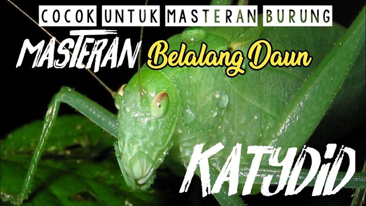 Suara Belalang Daun | Masteran Burung Terbaru Wajib Coba
