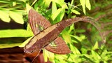 Ikan Indosiar di dunia nyata - Freshwater Butterfly Fish