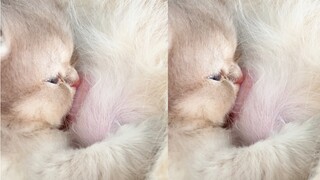 乖乖吃奶的小奶娃 太可爱啦！