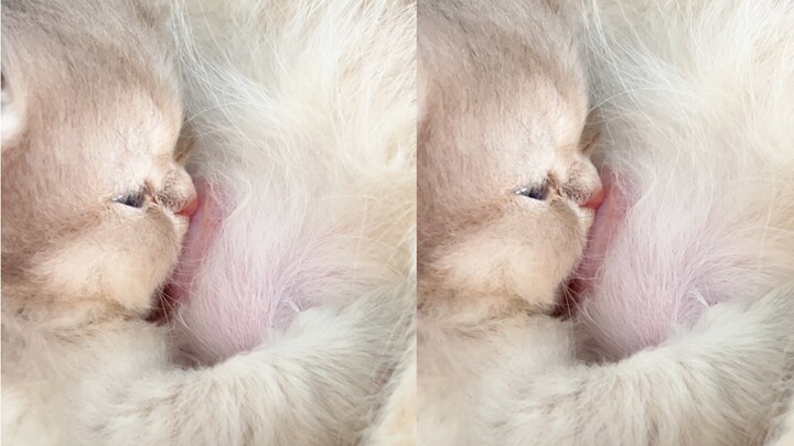 乖乖吃奶的小奶娃 太可爱啦！