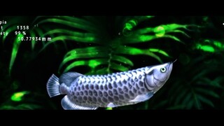 Ikan