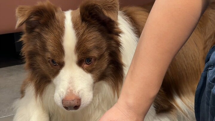 Why does the puppy bother Dad?