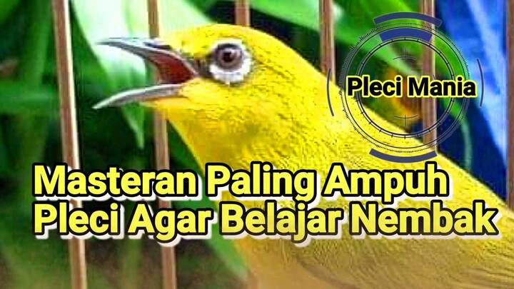 Masteran Paling Ampuh Pleci Belajar Nembak