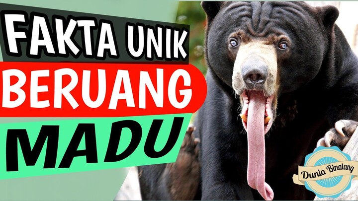 Fakta Unik Beruang Madu