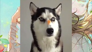 CUTE PET #น่ารัก&ตลก #5555+