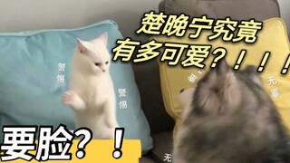 【二哈和他的白猫师尊｜楚晚宁】师尊一些可爱瞬间。墨燃OR踏仙君，请进来收藏。