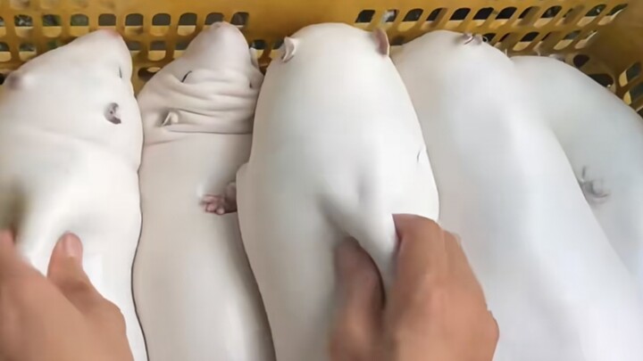 أكثر الأطعمة التي يجب أن تُطرَد من الصين…