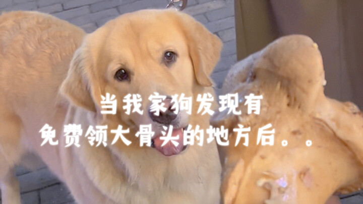 When my dog found a place where you can get big bones for free...