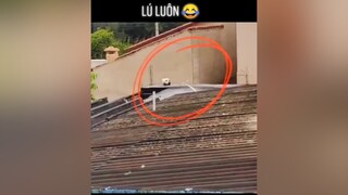 Lú luôn 😂cute yeudongvat pet fyp thucung foryou animals