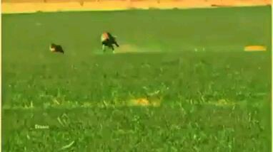 Dog chase here
