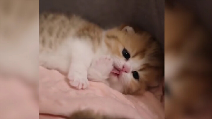 ขอเลียหน่อยได้ไหม?