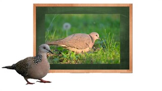 咕菇顾❤️😋咕菇顾❤️😋咕菇顾❤️😋北地小鸟大学习😋！！！