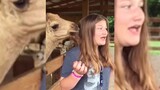 Unexpected Animal Attack / Funny Zoo Animals Attack / Animals are Awesome / People vs Animals Fails