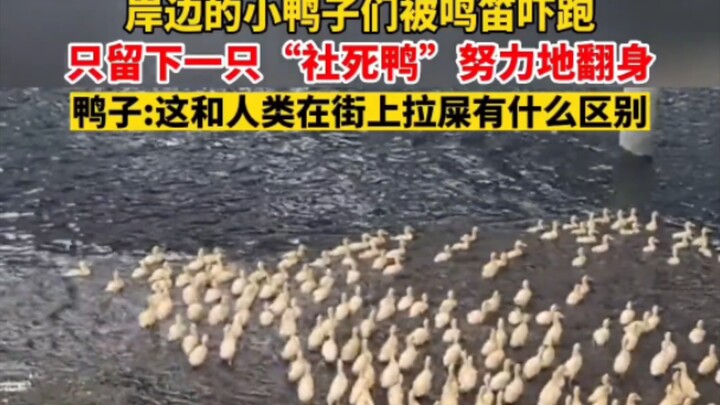 أُخيفت صغار البط على الشاطئ بصفارة القارب، ولم يبقَ سوى بطّة واحدة تكافح لتنقلب على ظهرها في موقف مح