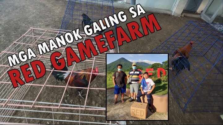 Mga manok galing kay Red Gamefarm | Vlog 1