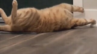 Kucing "Aku tidak melakukan apa pun untukmu" tapi "kamu membuatku bahagia"